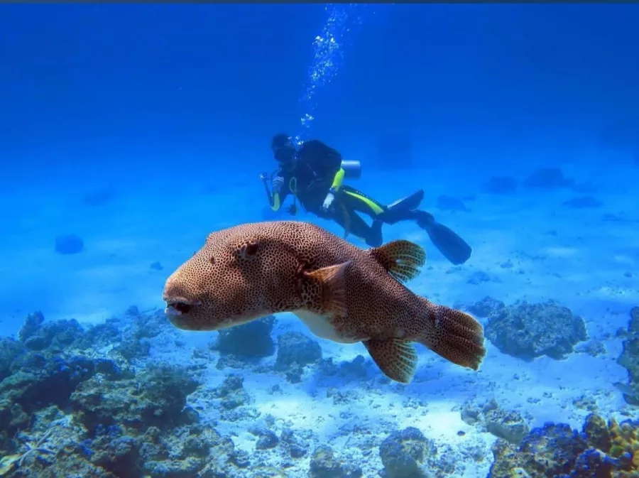 Дайвинг-Центр Phuket Diving Center в Пхукете: Инструкторы, Дайвинг, Фридайвинг, Погружение, Instructors, Diving, Freediving, Swimming, Scuba, Плавание, Акваланг,