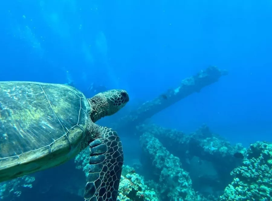 Дайвинг-Центр Phuket Diving Center в Пхукете: Инструкторы, Дайвинг, Фридайвинг, Погружение, Instructors, Diving, Freediving, Swimming, Scuba, Плавание, Акваланг,