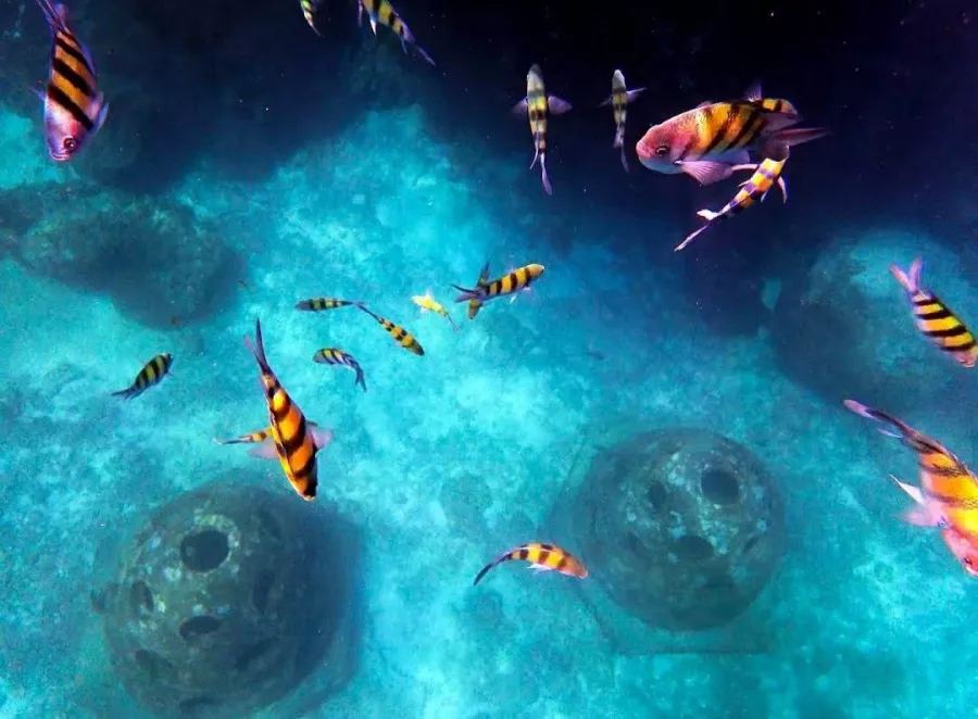 Дайвинг-Центр Phuket Diving Center в Пхукете: Инструкторы, Дайвинг, Фридайвинг, Погружение, Instructors, Diving, Freediving, Swimming, Scuba, Плавание, Акваланг,