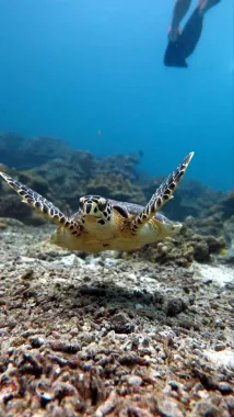 Дайвинг-Центр «DivingAsia.ru»