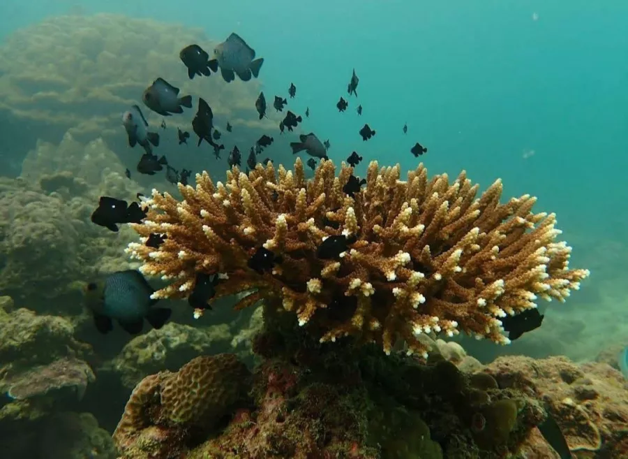 Дайвинг-Центр Pray Dive в Пхукете: Дайвинг, Фридайвинг, Погружение, Инструкторы, Diving, Freediving, Instructors, Плавание, Акваланг, Swimming, Scuba,