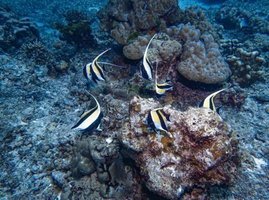 Дайвинг-Центр Scubadeep Phuket в Пхукете: Diving, Freediving, Погружение, Instructors, Scuba, Swimming, Плавание, Инструкторы, Дайвинг, Фридайвинг, Акваланг,