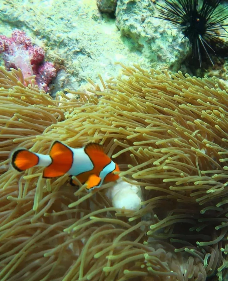 Дайвинг-Центр Scubadeep Phuket в Пхукете: Diving, Freediving, Погружение, Instructors, Scuba, Swimming, Плавание, Инструкторы, Дайвинг, Фридайвинг, Акваланг,