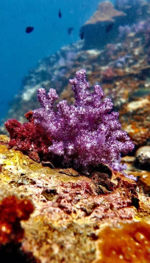 Дайвинг-Центр Credo Diving в Пхукете: Плавание, Акваланг, Дайвинг, Фридайвинг, Погружение, Инструкторы, Swimming, Scuba, Diving, Freediving, Instructors p,