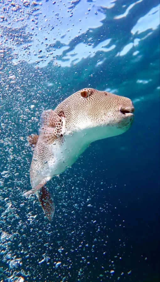 Дайвинг-Центр Credo Diving в Пхукете: Плавание, Акваланг, Дайвинг, Фридайвинг, Погружение, Инструкторы, Swimming, Scuba, Diving, Freediving, Instructors p,
