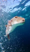 Миниатюра 7