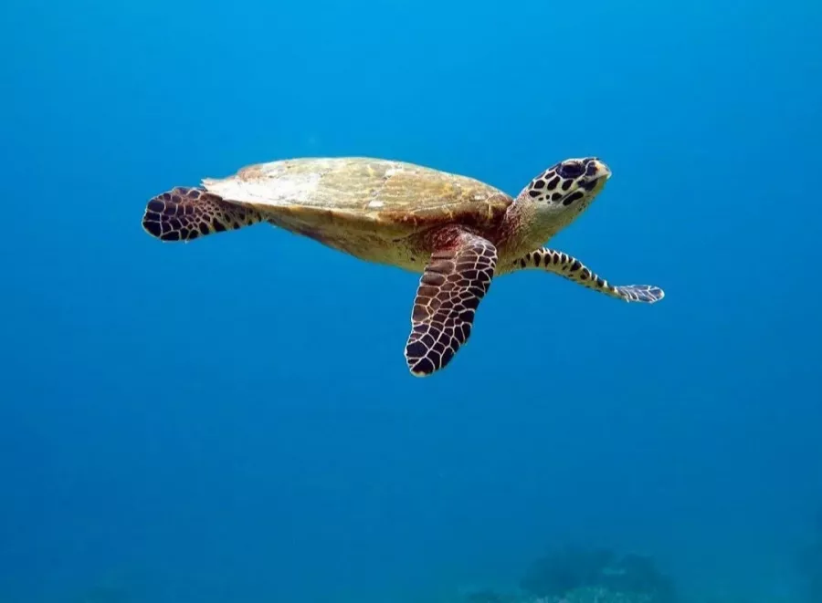 Дайвинг-Центр Credo Diving в Пхукете: Плавание, Акваланг, Дайвинг, Фридайвинг, Погружение, Инструкторы, Swimming, Scuba, Diving, Freediving, Instructors p,