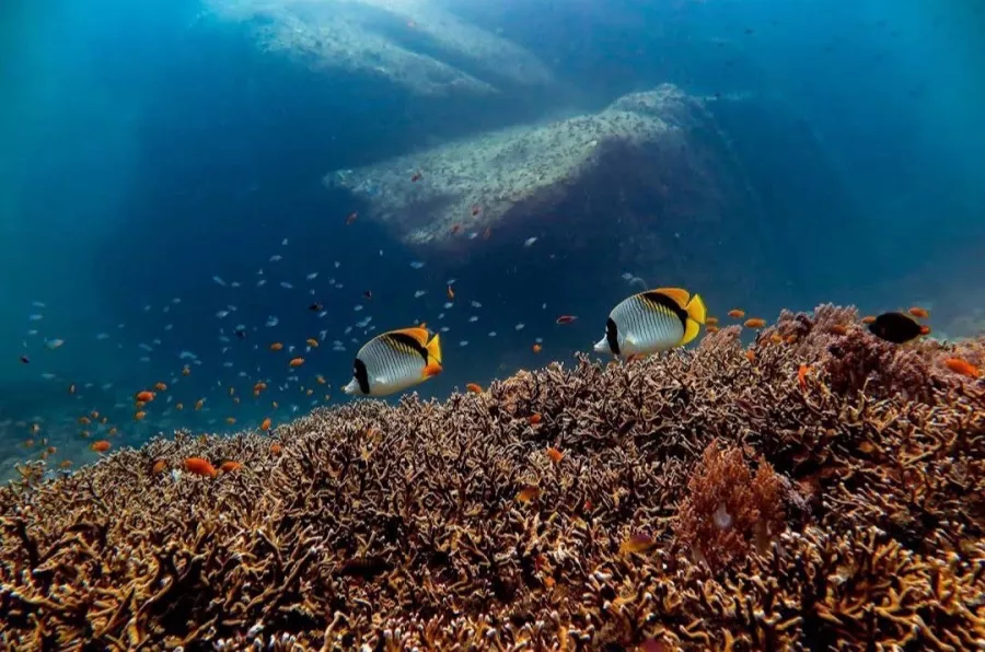 Дайвинг-Центр Credo Diving в Пхукете: Плавание, Акваланг, Дайвинг, Фридайвинг, Погружение, Инструкторы, Swimming, Scuba, Diving, Freediving, Instructors p,