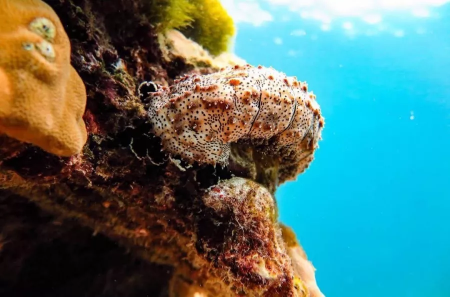 Дайвинг-Центр Credo Diving в Пхукете: Плавание, Акваланг, Дайвинг, Фридайвинг, Погружение, Инструкторы, Swimming, Scuba, Diving, Freediving, Instructors p,
