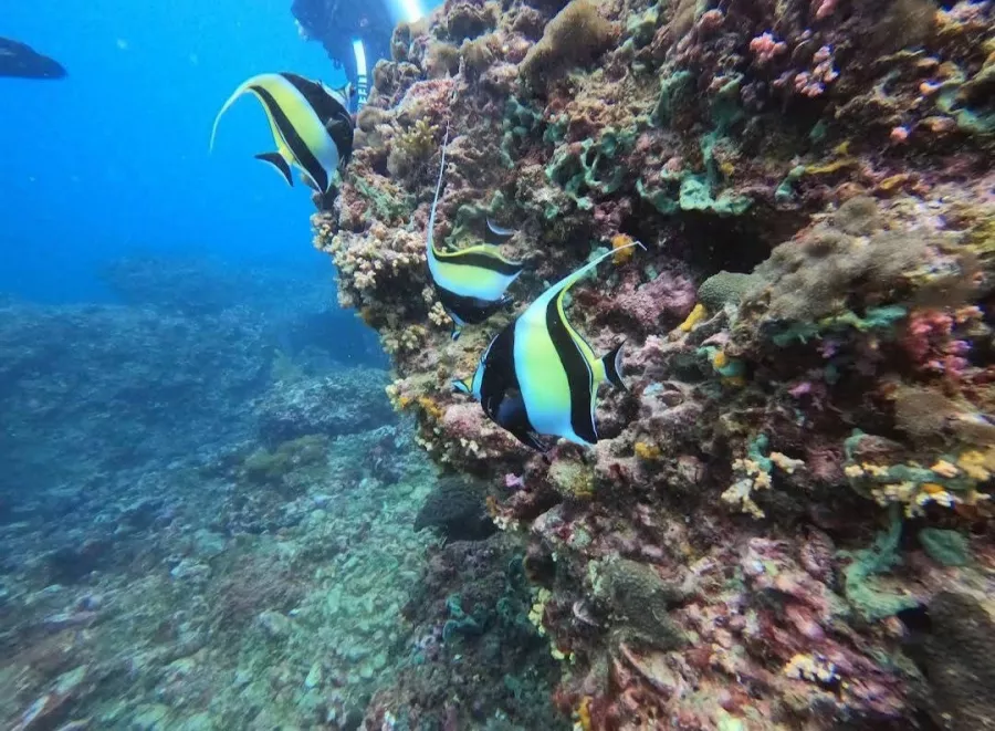 Дайвинг-Центр Aqua One Dive в Пхукете: Diving, Freediving, Погружение, Scuba, Swimming, Плавание, Инструкторы, Фридайвинг, Дайвинг, Акваланг, Instructors,