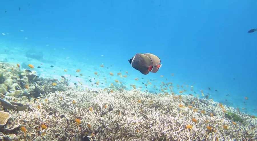 Дайвинг-Центр Aqua One Dive в Пхукете: Diving, Freediving, Погружение, Scuba, Swimming, Плавание, Инструкторы, Фридайвинг, Дайвинг, Акваланг, Instructors,