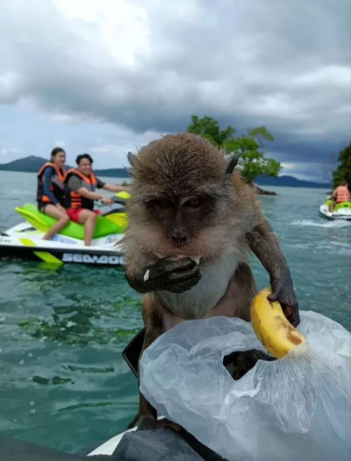 Прокат Гидроциклов Jetski Adventure Phuket в Пхукете: Гидроциклы, Плавание, Адреналин, Adrenaline, Jet Ski, Swimming,
