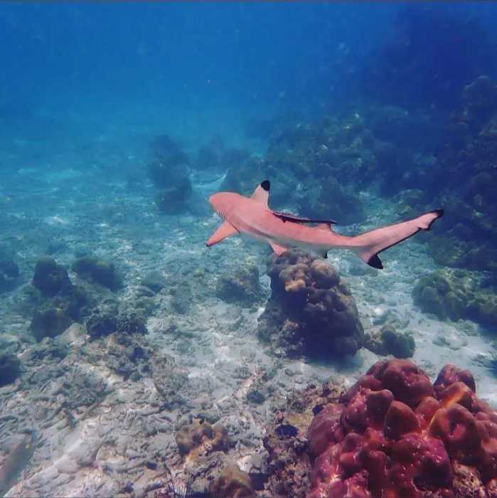 Аренда Яхт Offspray Leisure co Ltd  в  Пхукете