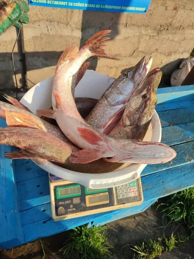 Гуляй-поле. Рыболовный Клуб в Туле: Платная Рыбалка, Рыболовный Клуб, Рыбалка в Туле, Рыбалка на Водоёме, Рыбалка на Карпа, Рыбалка на Толстолобика, Рыбалка на Амура, Рыбалка на Карася, Рыбалка на Щуку, Рыбалка на Природе,