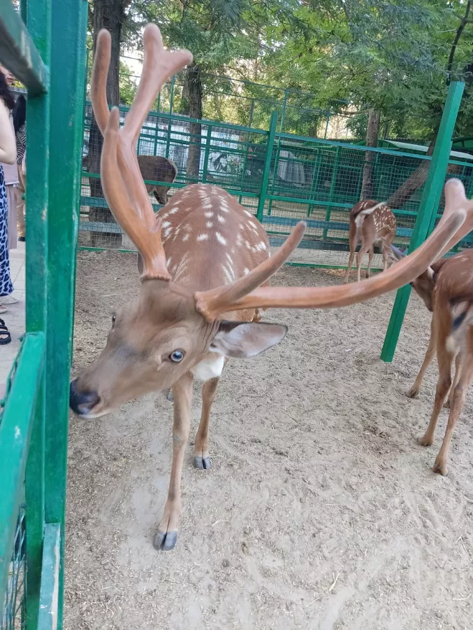 Зоопарк в Ейске: Животные, Зоопарк, Для всей семьи, Природа,