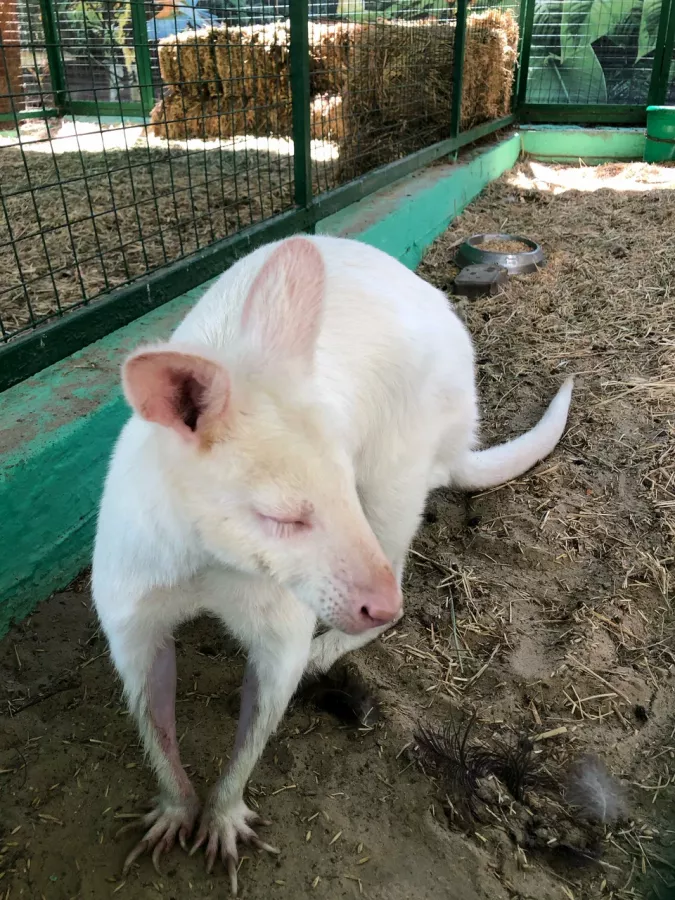 Зоопарк в Ейске: Животные, Зоопарк, Для всей семьи, Природа,