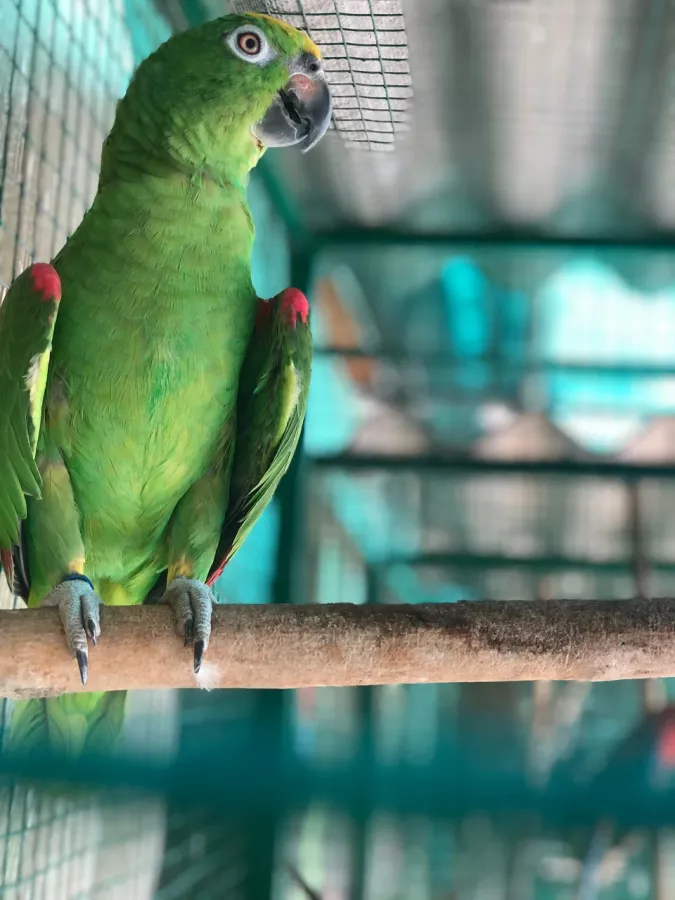 Зоопарк в Ейске: Животные, Зоопарк, Для всей семьи, Природа,