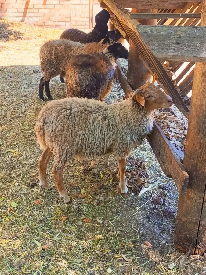 Зоопарк в Ейске: Животные, Зоопарк, Для всей семьи, Природа,