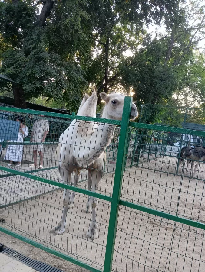 Зоопарк в Ейске: Животные, Зоопарк, Для всей семьи, Природа,