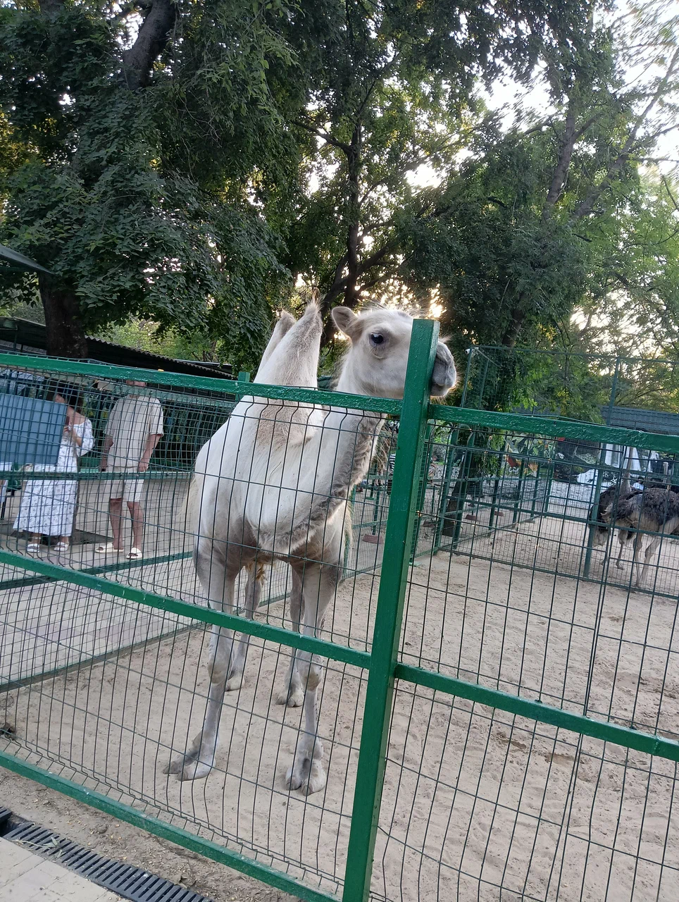 Большое фото 5