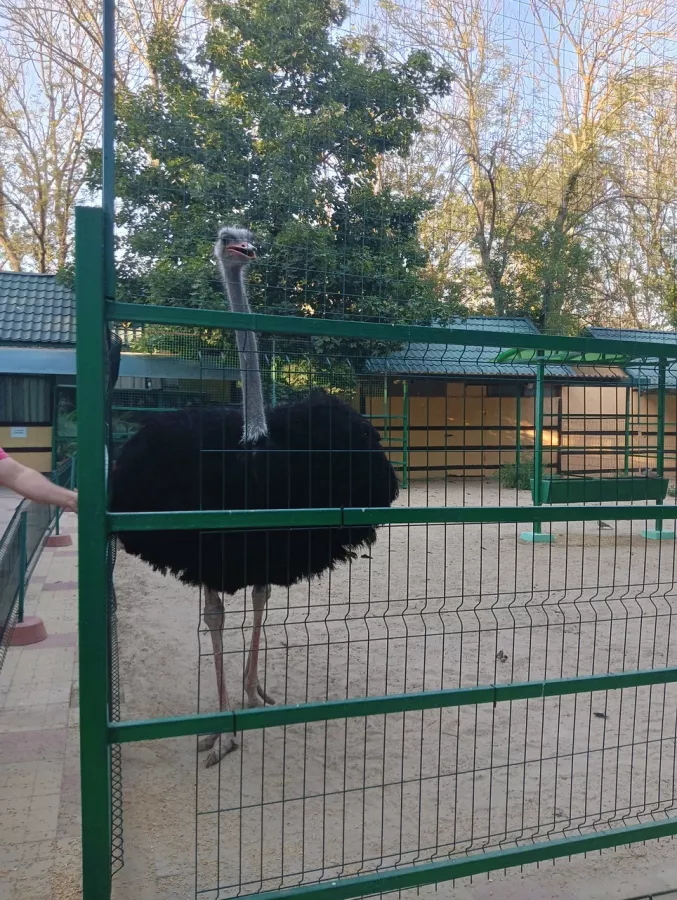 Зоопарк в Ейске: Животные, Зоопарк, Для всей семьи, Природа,