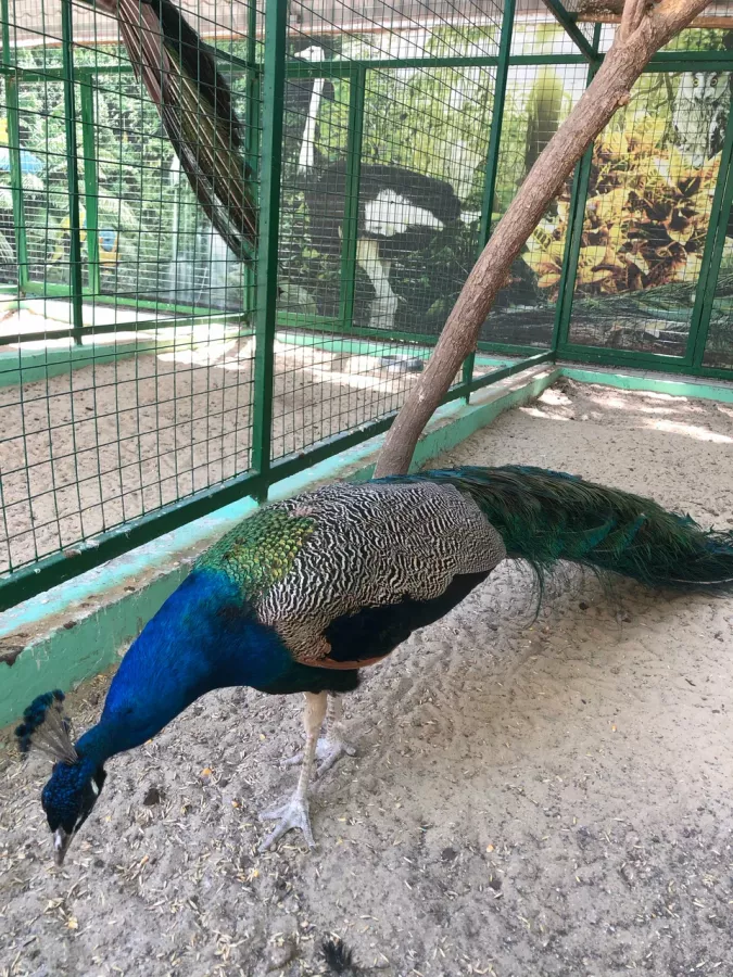 Зоопарк в Ейске: Животные, Зоопарк, Для всей семьи, Природа,