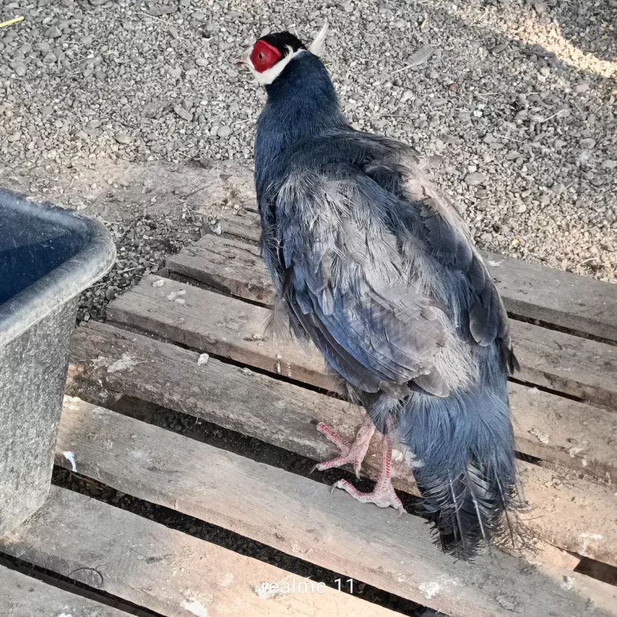 Зоопарк в Ейске: Животные, Зоопарк, Для всей семьи, Природа,