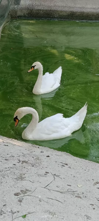 Зоопарк в Ейске: Животные, Зоопарк, Для всей семьи, Природа,