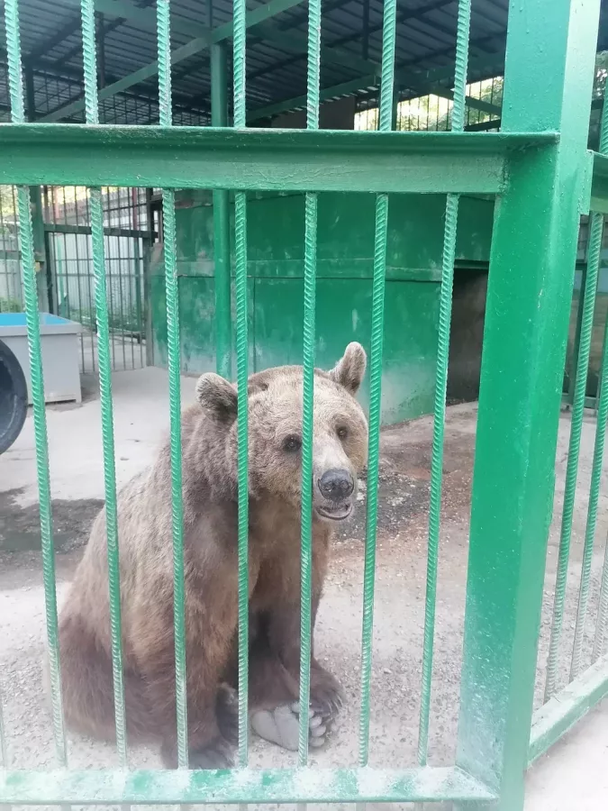 Зоопарк в Ейске: Животные, Зоопарк, Для всей семьи, Природа,