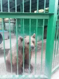 Миниатюра 10