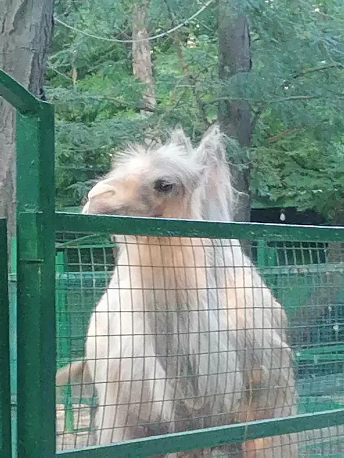 Зоопарк в Ейске: Животные, Зоопарк, Для всей семьи, Природа,