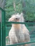 Миниатюра 11