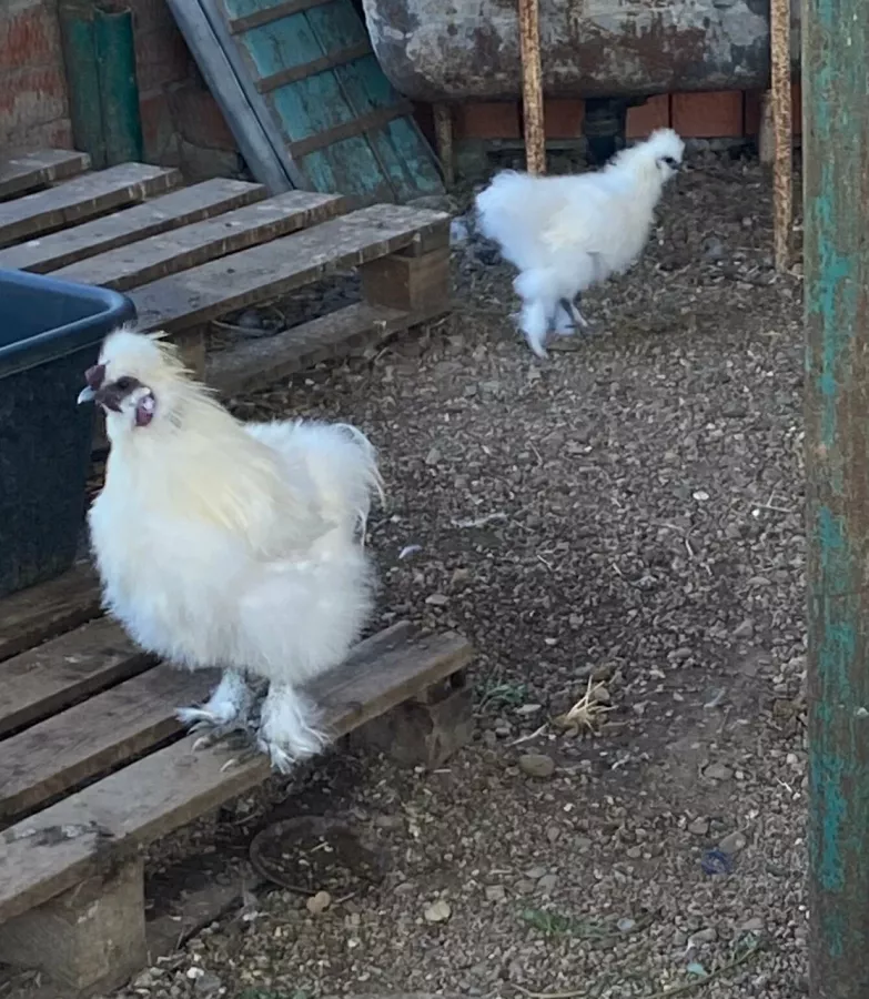 Зоопарк в Ейске: Животные, Зоопарк, Для всей семьи, Природа,