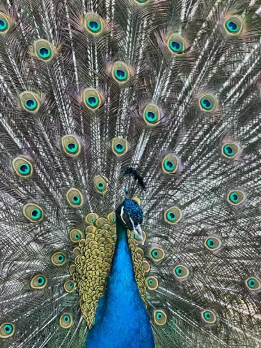 Минизоопарк  в  Ейске