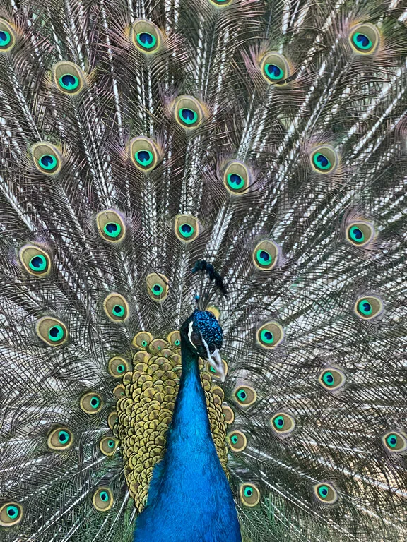 Большое фото 1