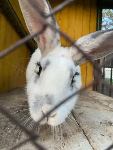 Минизоопарк в парке новой культуры  в  Первоуральске
