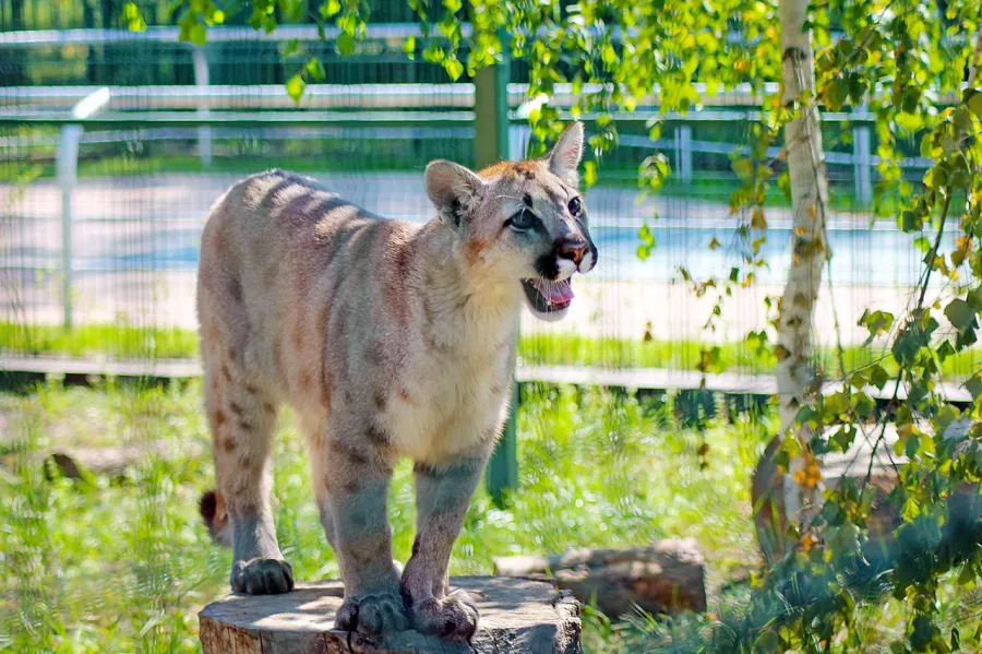 Белгородский зоопарк в Белгороде: Животные, Зоопарк, Для всей семьи, Природа,