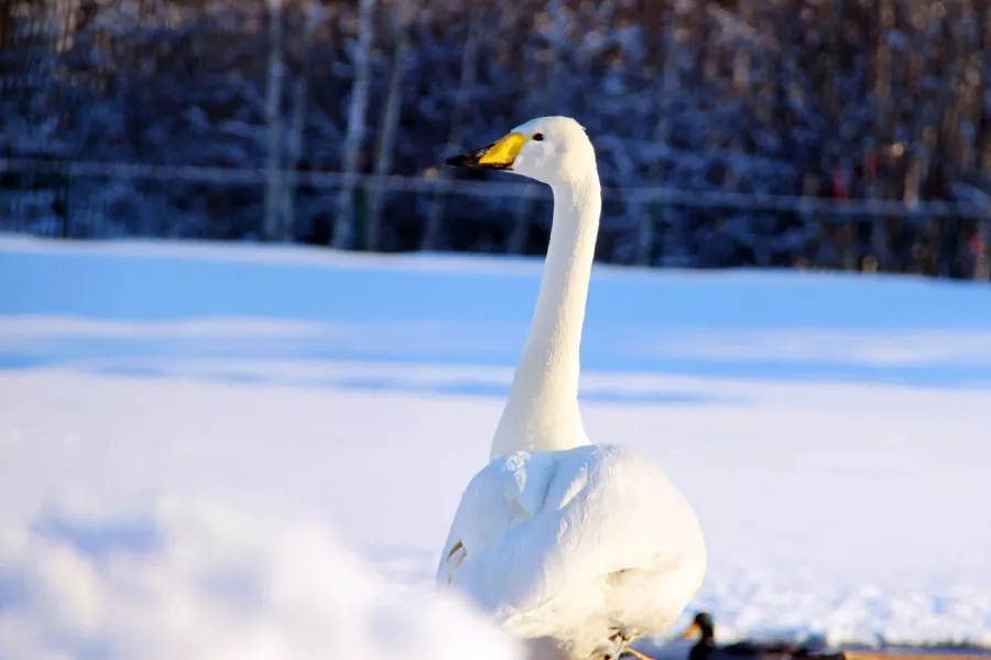 Белгородский зоопарк в Белгороде: Животные, Зоопарк, Для всей семьи, Природа,