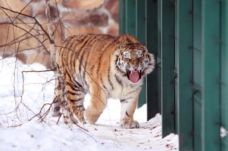 Белгородский зоопарк в Белгороде: Животные, Зоопарк, Для всей семьи, Природа,