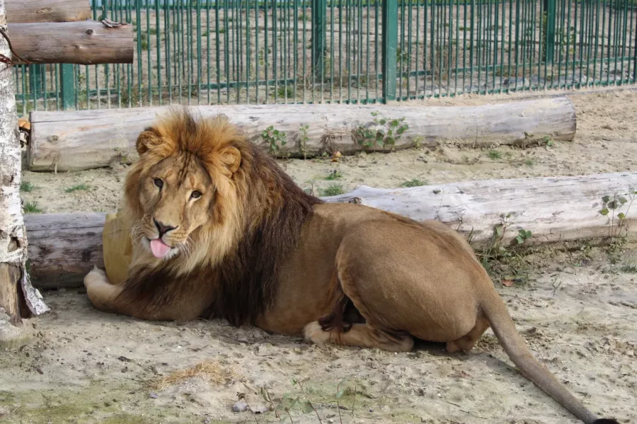 Белгородский зоопарк в Белгороде: Животные, Зоопарк, Для всей семьи, Природа,