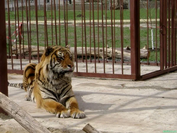 Белгородский зоопарк в Белгороде: Животные, Зоопарк, Для всей семьи, Природа,