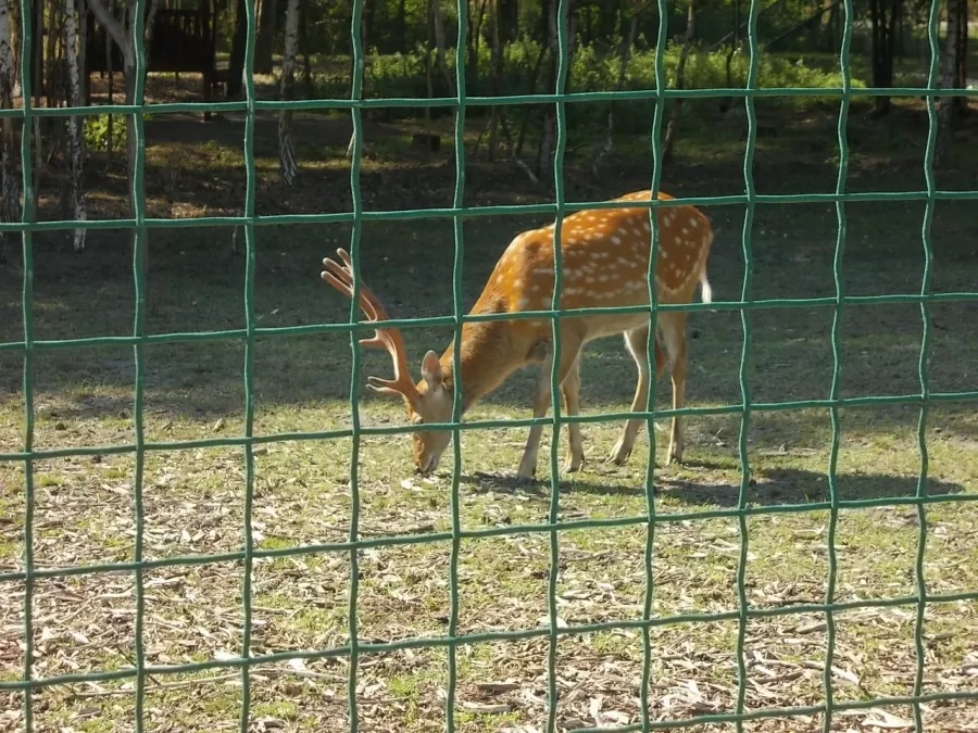 Белгородский зоопарк в Белгороде: Животные, Зоопарк, Для всей семьи, Природа,