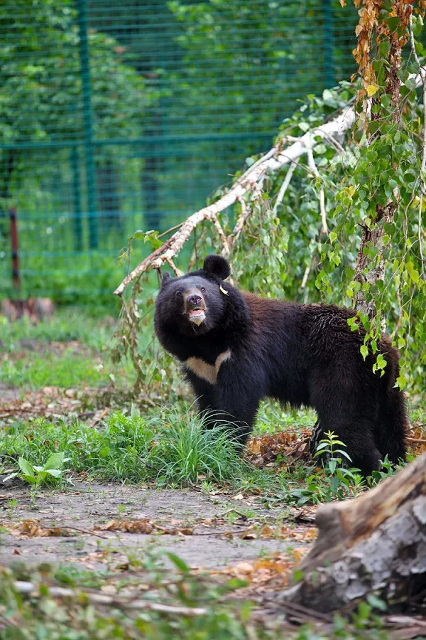Белгородский зоопарк в Белгороде: Животные, Зоопарк, Для всей семьи, Природа,