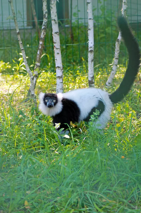Белгородский зоопарк в Белгороде: Животные, Зоопарк, Для всей семьи, Природа,