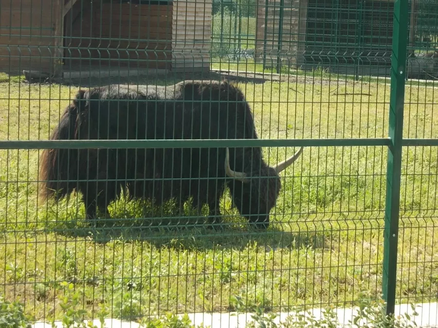 Белгородский зоопарк в Белгороде: Животные, Зоопарк, Для всей семьи, Природа,