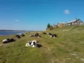 Миниатюра 6