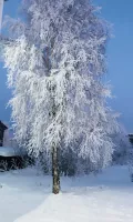 Миниатюра 8