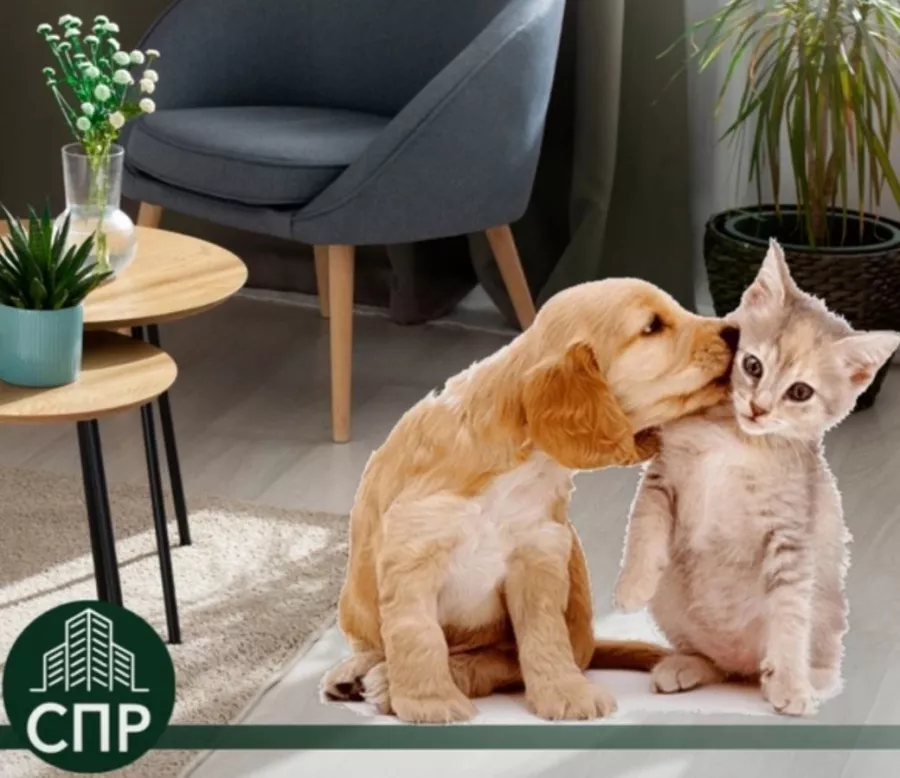 Агентство недвижимости Союз профессиональных риэлторов в Калининграде: Бизнес, Недвижимость , Сделка, Ипотека, Специалист , Агентство недвижимости , Услуги, Покупка,