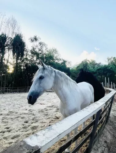 Школа Верховой Езды Moracea Horse Academy в Пхукете