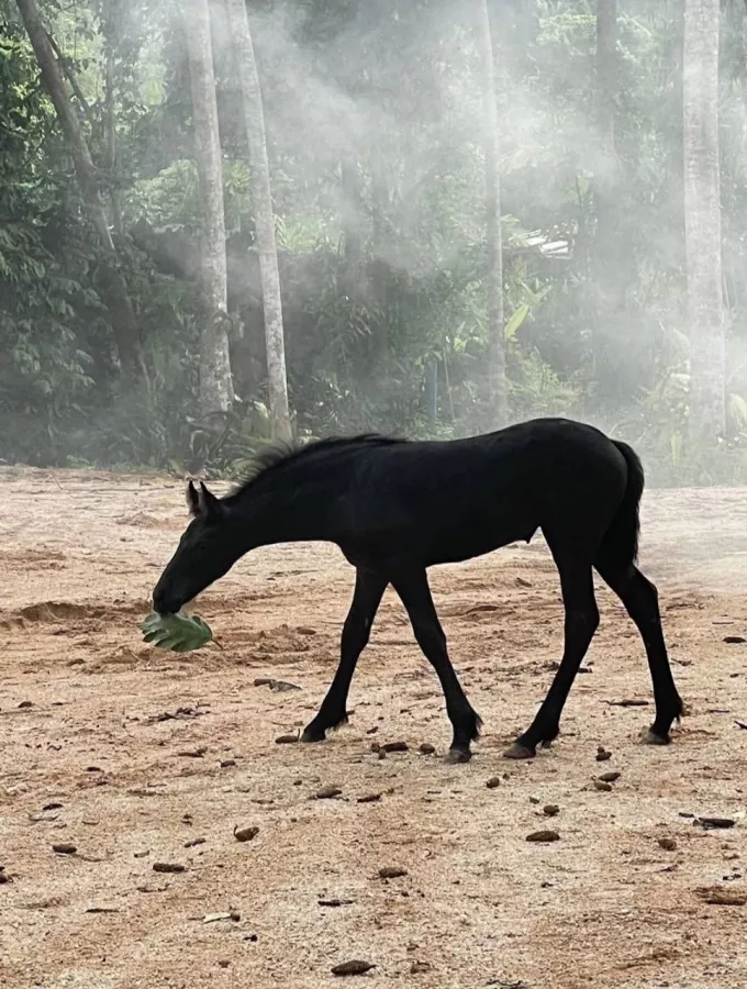 Школа Верховой Езды Moracea Horse Academy в Пхукете: Животные, Тренировка, Спортзал, Тренер,